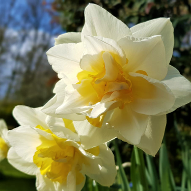 Daffodil White Lion